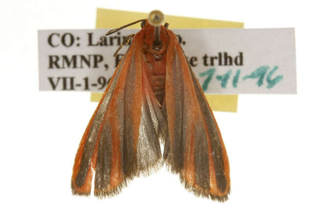 Image of Scarlet-winged Lichen Moth