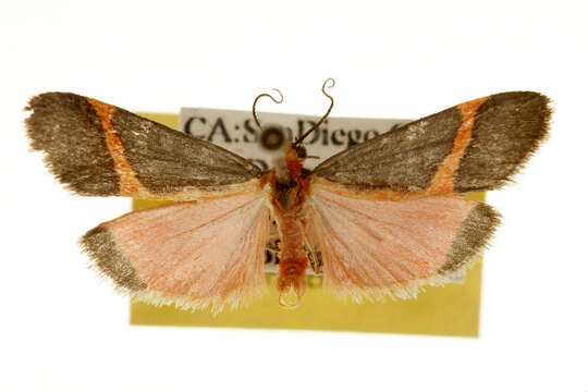 Image of Cisthene perrosea (Dyar 1904)