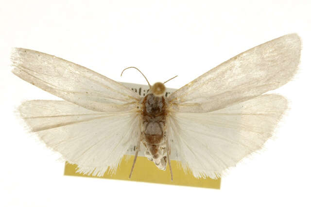 Image of Crambidia cephalica Grote & Robinson 1870