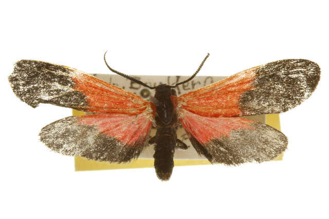 Image of Black-and-yellow Lichen Moth