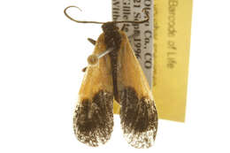 Image of Black-and-yellow Lichen Moth