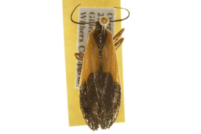 Image of Black-and-yellow Lichen Moth