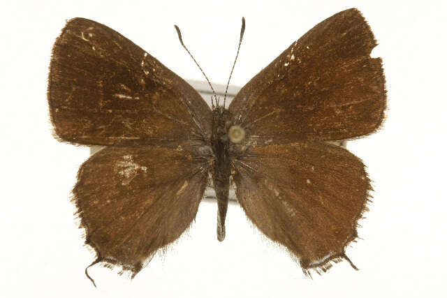 Image of Satyrium