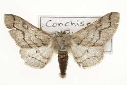 Image of Cochisea