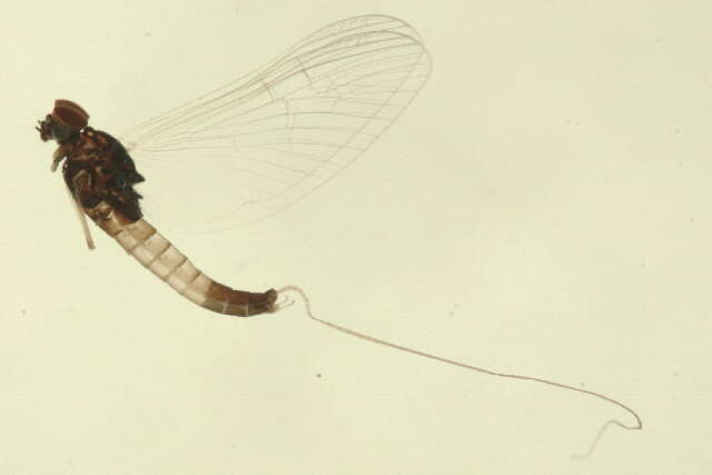 صورة <i>Baetis persecutor</i>