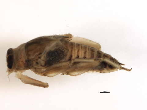 Image of <i>Drunella doddsii</i>