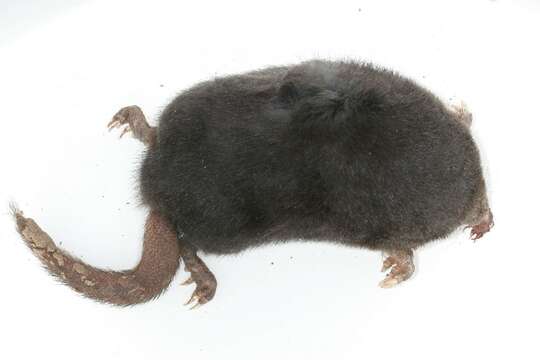 Image of star-nosed mole