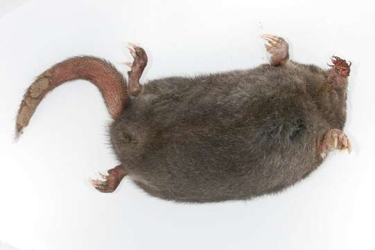 Image of star-nosed mole