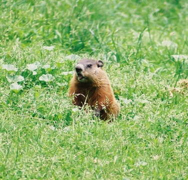 Image of Marmota subgen. Marmota Blumenbach 1779