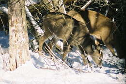Image of ruminants