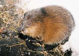 Image of muskrat