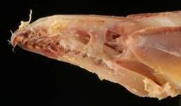 Image of Cinereus Shrew (Masked Shrew)