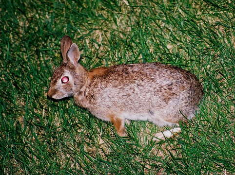 Image of eastern cottontail