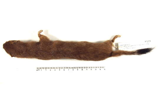 Image of ermine