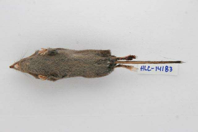 Image of Smoky Shrew