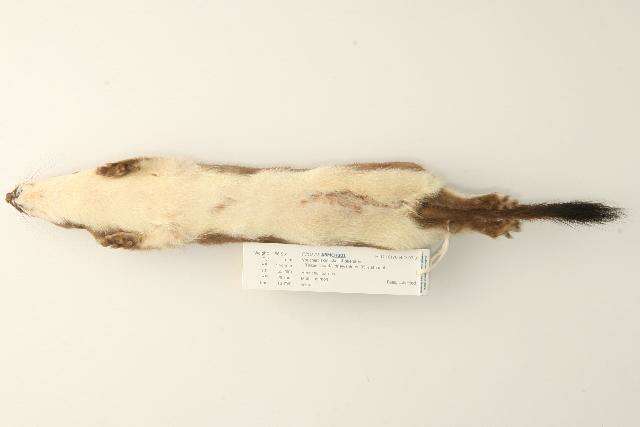 Image of ermine