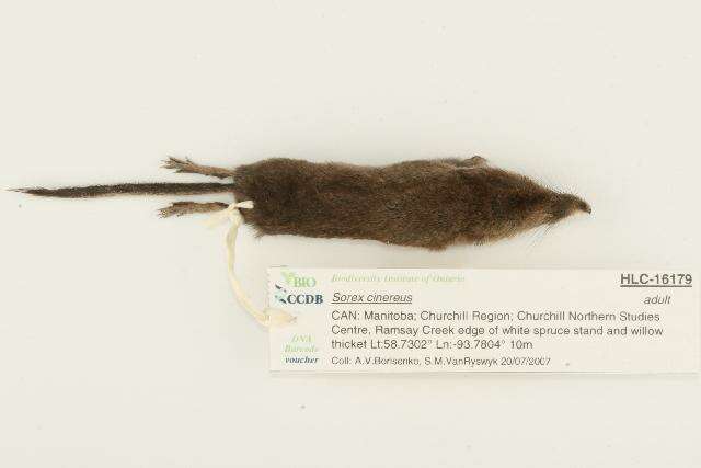 Image of Cinereus Shrew (Masked Shrew)