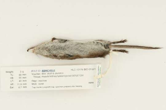 Image of Cinereus Shrew (Masked Shrew)