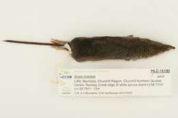 Image of Cinereus Shrew (Masked Shrew)