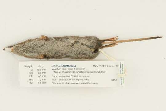 Image of Cinereus Shrew (Masked Shrew)