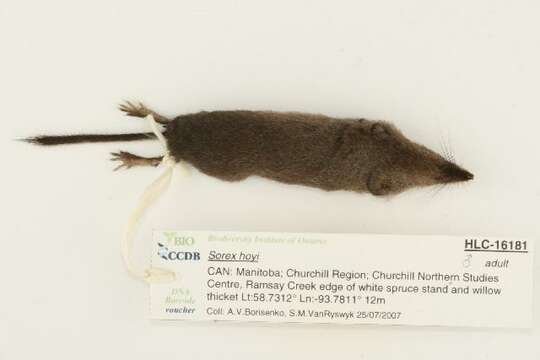 Image of American Pygmy Shrew