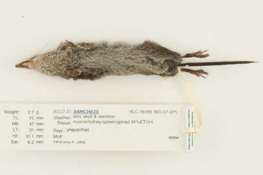 Image of American Pygmy Shrew