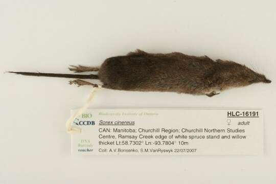 Image of Cinereus Shrew (Masked Shrew)