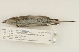 Image of Cinereus Shrew (Masked Shrew)