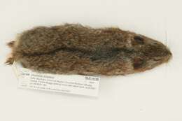 Image of Richardson's collared lemming