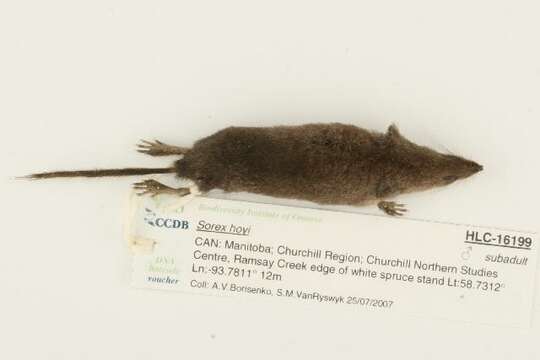 Image of American Pygmy Shrew