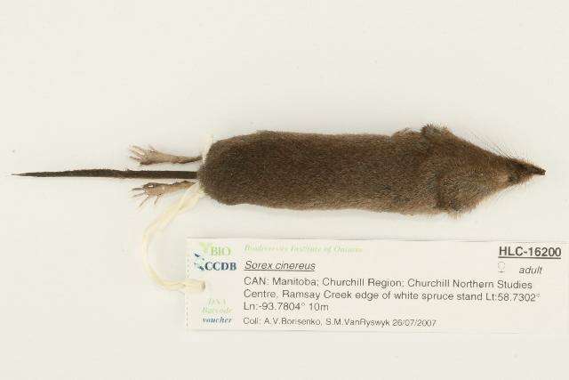 Image of Cinereus Shrew (Masked Shrew)