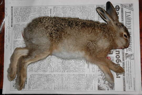 Image of brown hare, european hare