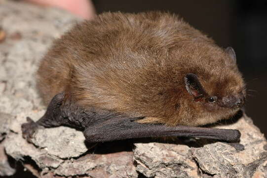 Image de pipistrelle pygmée