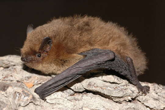 Image of soprano pipistrelle, pygmy pipistrelle