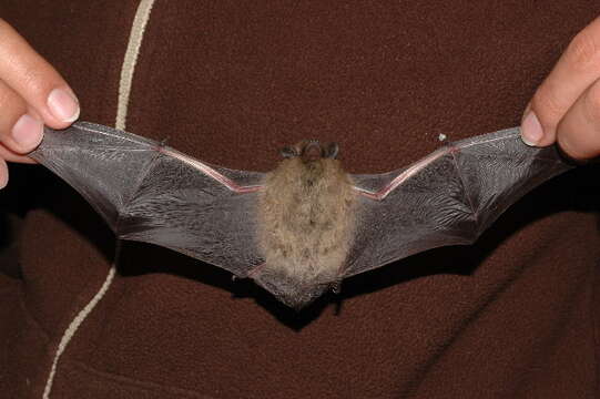 Image of Nathusius' Pipistrelle