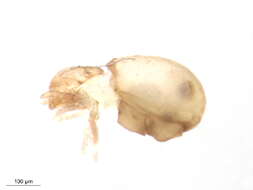 Image of Atropacarus Ewing 1917