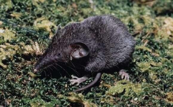 Image of Hainan Island Shrew