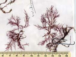 Image of Algae