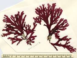 Image of Callophyllis