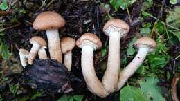 Image of Honey Fungus