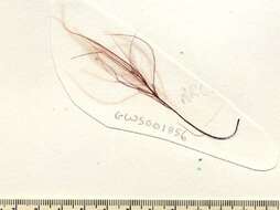 Image of Rhodomela sibirica