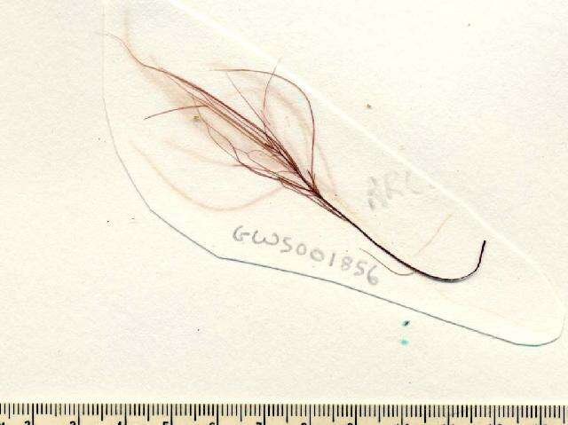 Image of Rhodomela sibirica