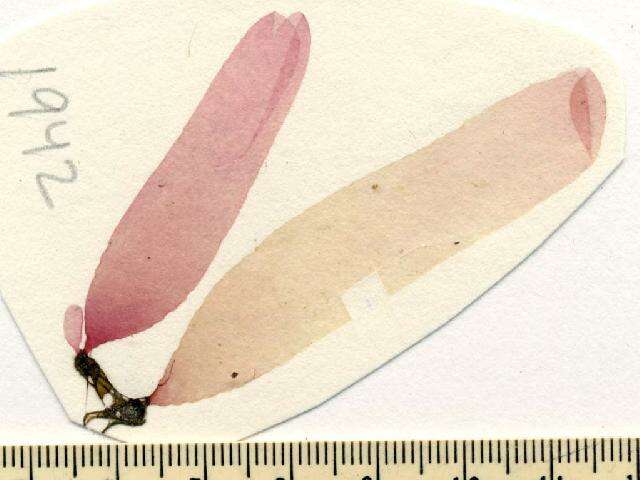 Image of Rhodymeniaceae