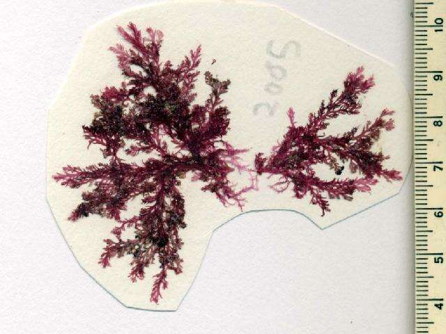 Image of Plocamium hamatum