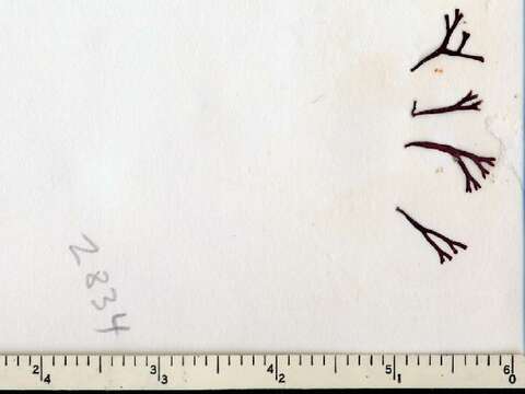 Image of Mastocarpus pachenicus