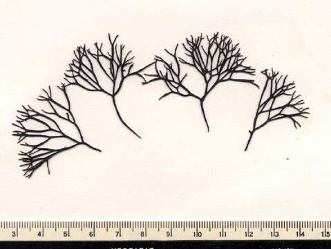 Image of Polyideaceae