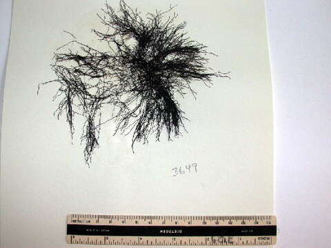 Image of Ahnfeltiophycidae