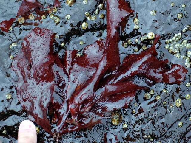 Image of An Order of Red Algae