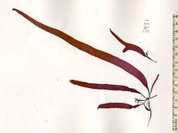 Image of Devaleraea ramentacea