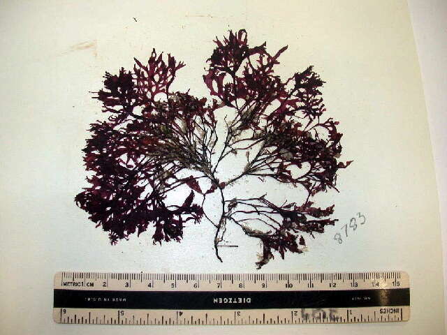 Image of Phyllophora pseudoceranoides (S. G. Gmelin) Newroth & A. R. A. Taylor 1971